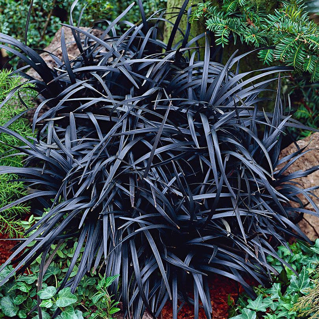 OPHIOPOGON PLANISCAPUS 'NIGER'
