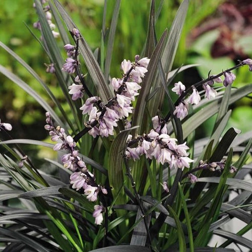 Ophiopogon plan. 'Niger'