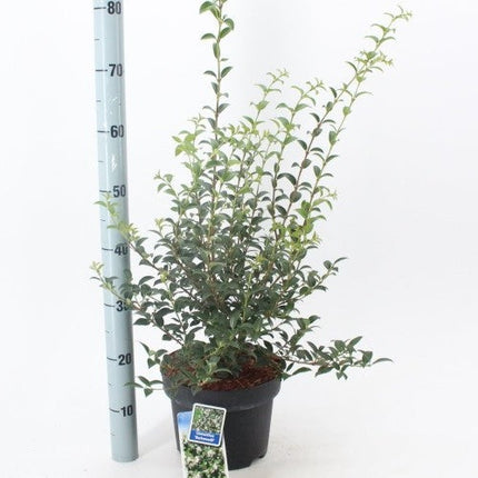 Osmanthus burkwoodii