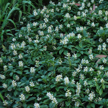 Afbeelding in Gallery-weergave laden, Pachysandra terminalis - Dikkemanskruid
