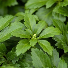 Afbeelding in Gallery-weergave laden, Pachysandra terminalis - Dikkemanskruid
