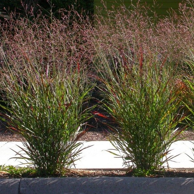 Panicum virgatum Cheyenne sky