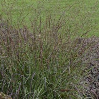 Panicum virgatum Cheyenne sky