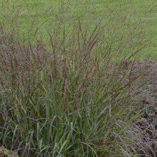 Afbeelding in Gallery-weergave laden, Panicum virgatum Cheyenne sky
