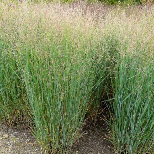 Panicum virgatum 'Heavy Metal'