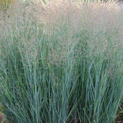 Panicum virgatum 'Prairie Sky'