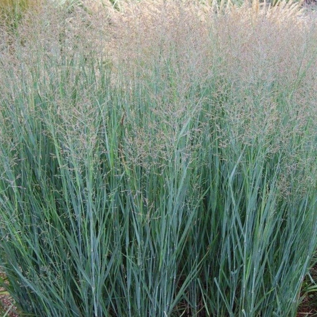 Panicum virgatum 'Prairie Sky'