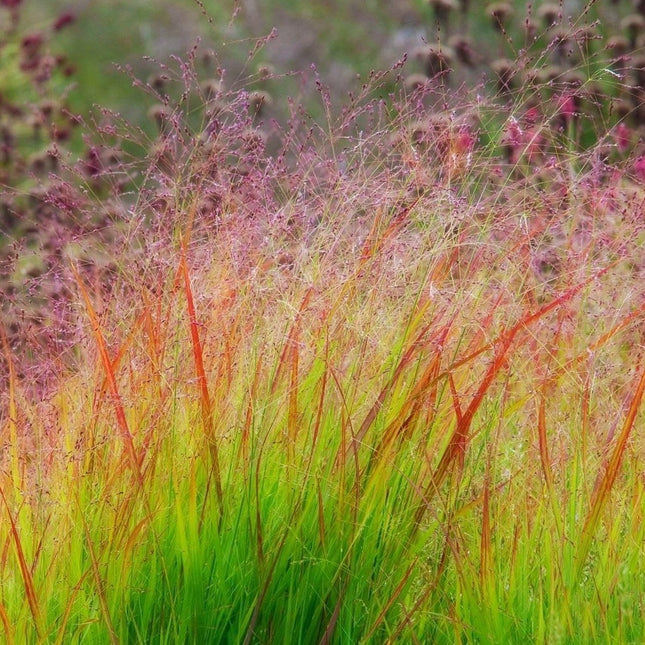 Panicum virgatum 'Rehbraun'