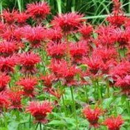 Monarda - Bergamot