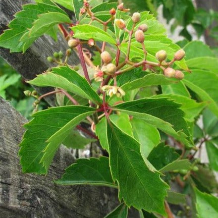 Parthenocissus quin. 'Engelmanii' - Wilde wingerd