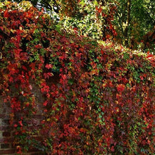 Afbeelding in Gallery-weergave laden, Parthenocissus quin. &#39;Engelmanii&#39; - Wilde wingerd
