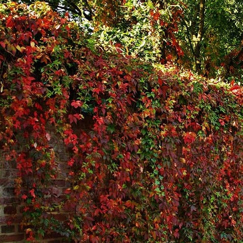 Parthenocissus quin. 'Engelmanii' - Wilde wingerd