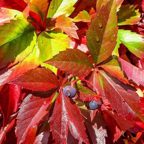 Parthenocissus quinquefolia - Wilde wingerd