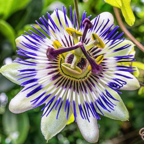 Passiflora Caerulea - Passiebloem blauw