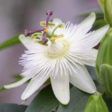 Passiflora Caerulea 'constance elliot'  - Passie bloem wit
