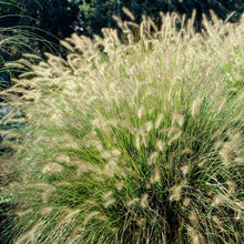 Afbeelding in Gallery-weergave laden, Pennisetum al. &#39;Hameln&#39;
