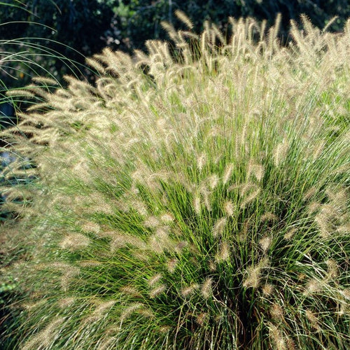 Pennisetum al. 'Hameln'