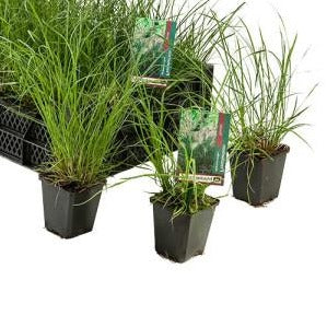 Pennisetum al. 'Hameln' P9 pot
