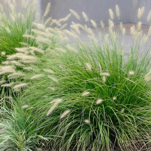 Pennisetum al. 'Little Bunny'