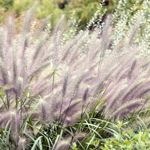 Pennisetum alopecuroides