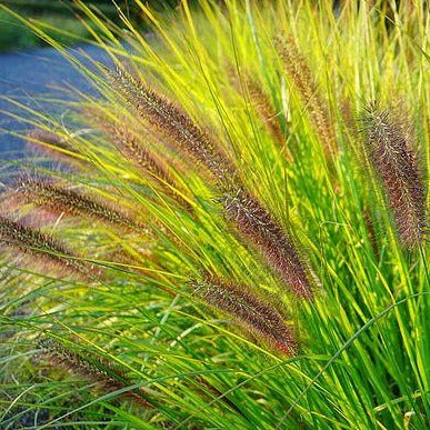 Pennisetum alopercoides Viridescens