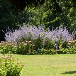Perovskia 'Blue Spire'
