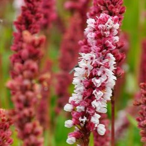 Persicaria aff. 'Darjeeling Red'