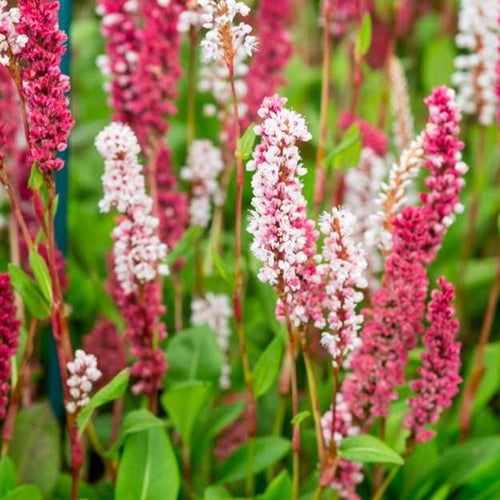 Persicaria aff. 'Darjeeling Red'