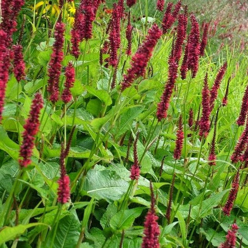 Persicaria amplexicaulis  dark red