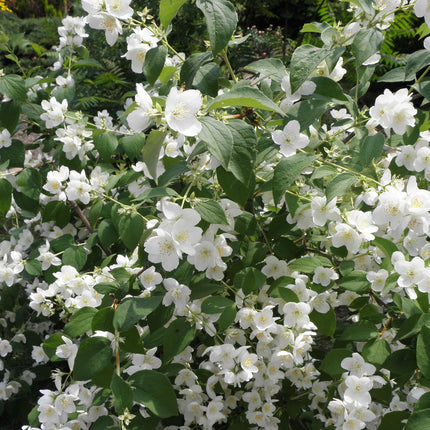 Philadelphus coronarius - Boerenjasmijn haag blote wortel
