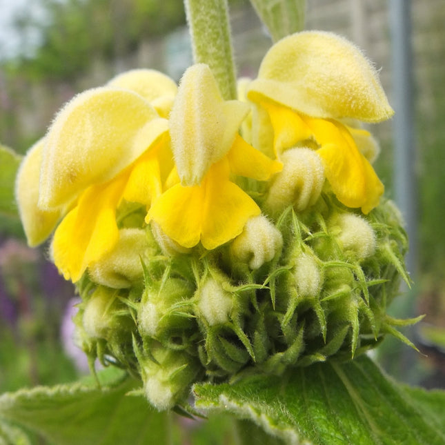Phlomis russeliana