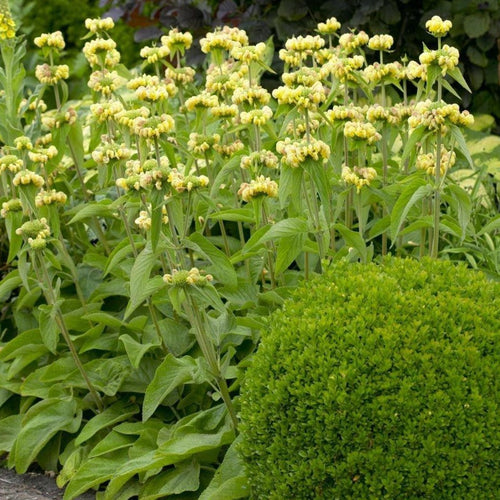 Phlomis russeliana