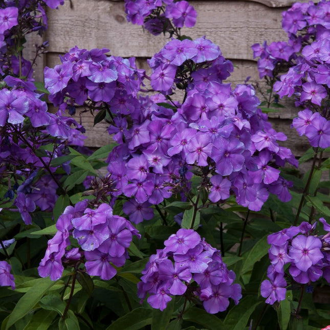 Phlox (P) 'Blue Paradise'