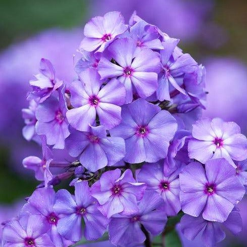 Phlox (P) 'Blue Paradise'