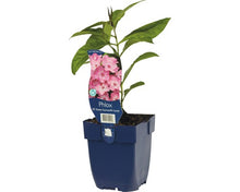 Afbeelding in Gallery-weergave laden, Phlox (P) Sweet Summer Candy - Vlambloem
