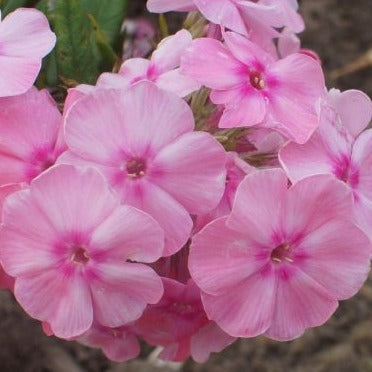 Phlox (P) Sweet Summer Fragrance - Vlambloem