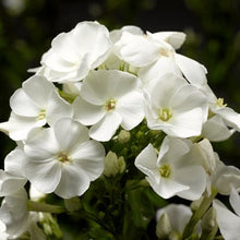 Afbeelding in Gallery-weergave laden, Phlox (P) Sweet Summer Snow - Vlambloem
