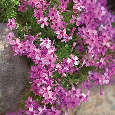 Phlox (S) 'MacDaniel's Cushion'