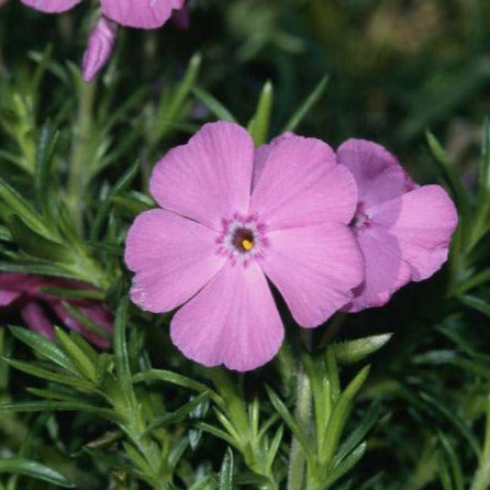 Phlox (S) 'MacDaniel's Cushion'