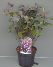 Afbeelding in Gallery-weergave laden, Physocarpus opulifolius &#39;Diabolo&#39; - Blaasspirea 40-60cm
