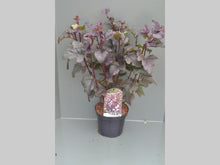 Afbeelding in Gallery-weergave laden, Physocarpus opulifolius &#39;Diabolo&#39; - Blaasspirea 40-60cm

