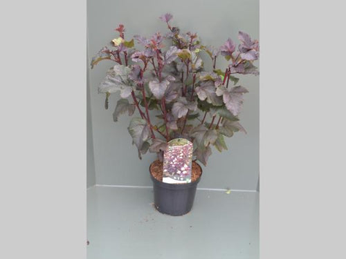 Physocarpus opulifolius 'Diabolo' - Blaasspirea 40-60cm