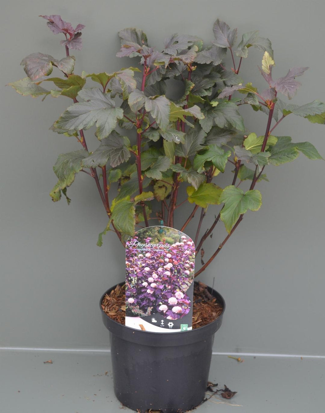 Physocarpus opulifolius 'Diabolo' - Blaasspirea 40-60cm