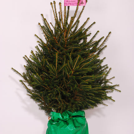 Picea Abies - Traditionele Fijnspar Kerstboom Super Kwaliteit in pot