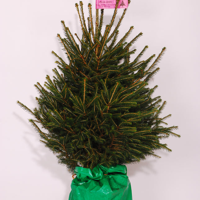 Picea Abies - Traditionele Fijnspar Kerstboom Super Kwaliteit in pot