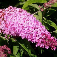 Afbeelding in Gallery-weergave laden, Buddleja davidii &#39;Pink Delight&#39; vlinderstruik.
