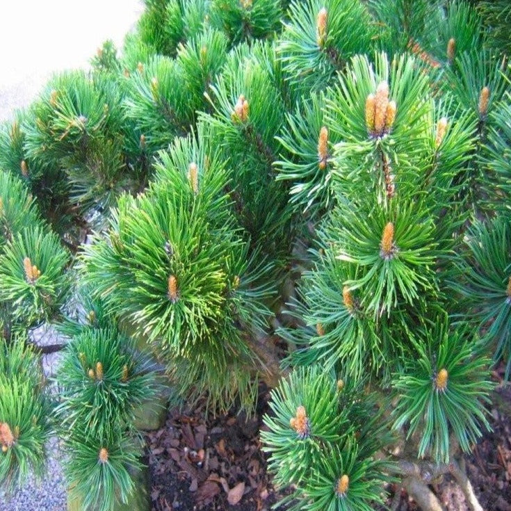 Pinus mugo