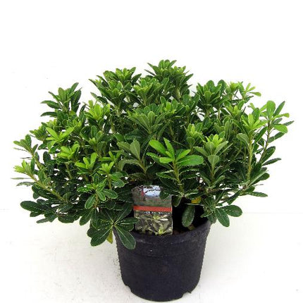 Pittosporum tobira 'Nanum' - Australische laurier