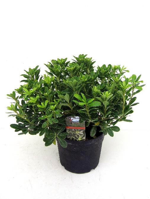 Pittosporum tobira 'Nanum' - Australische laurier