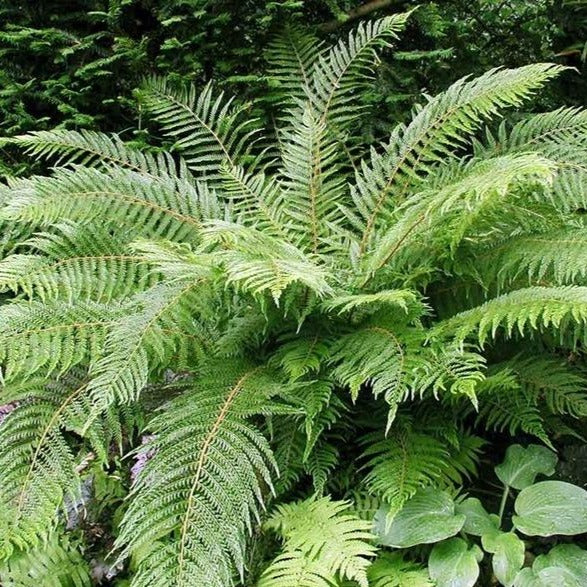 Polystichum setiferum Tongvaren